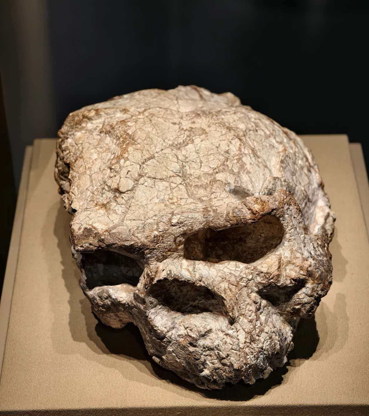 郧县人头骨化石